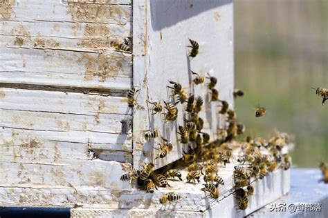 為什麼家裡有蜜蜂